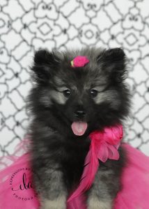 pink puppy